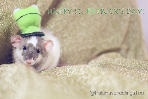 Happy St. Paddy&rsquo;s Day! I didn&rsquo;t have a #StPaddysDay hat, so I decided to have my #babyr