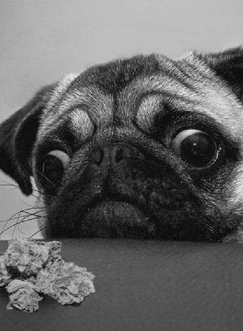 Porn THIS IS YOUR PUG ON DRUGS. ANY QUESTIONS? photos