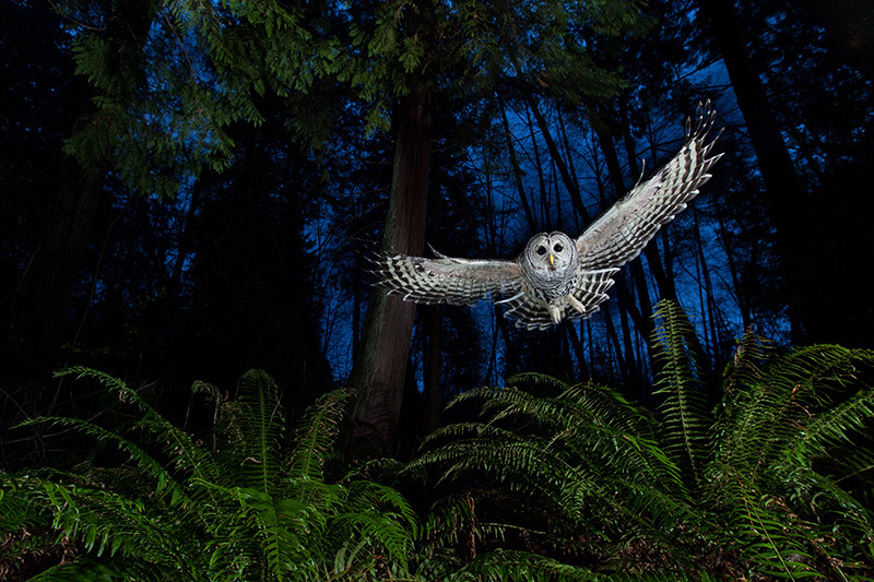 odditiesoflife:  The Best Wildlife Photography of 2013 The results of the 2013 Wildlife