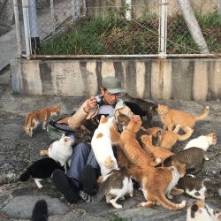 kim-in-japan:  the king of cats on cat island