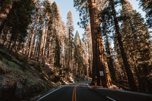 jasonincalifornia:Summer Road Trips in the Giant Forestwww.society6.com/jasde