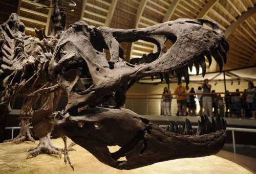 Carbon Dating Dinos: It just doesn’t workI have a bit of a pet peeve; it&rsquo;s films perpetuating 