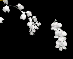 Enyaja