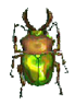 Island Beetles and Their Prices