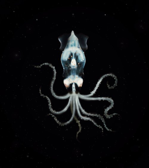 deep sea cephalopod digital illustration(reference photo: Joshua Lambus)