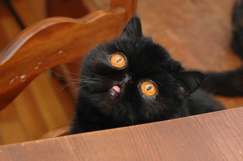 seer-of-bread:  gourmandghast:  eveshka:  neon-casket:  this cat is chubby halloween  Indeed, this is the Spirit of Halloween.  I want this cat.  LOOKIT ITS WIDDLE CHEEKS 