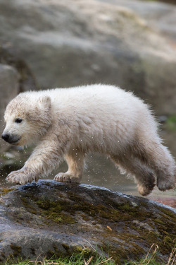 plasmatics-life:  Ursus maritimus ~ By Die Nicky79