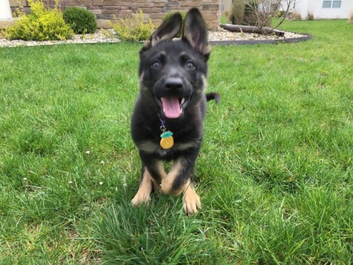 stark-thegermanshepherd:She is such a happy ball of fun.