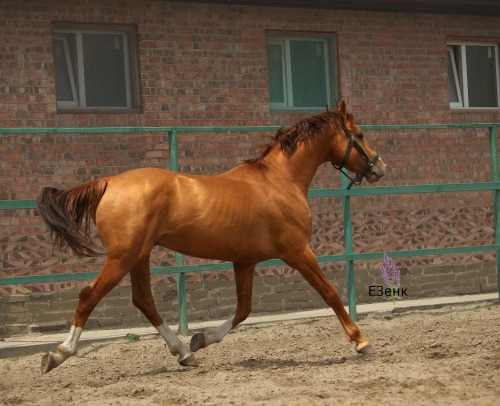 russianhorses:Don Horse stallion Grebok (”A stroke of the oar“)