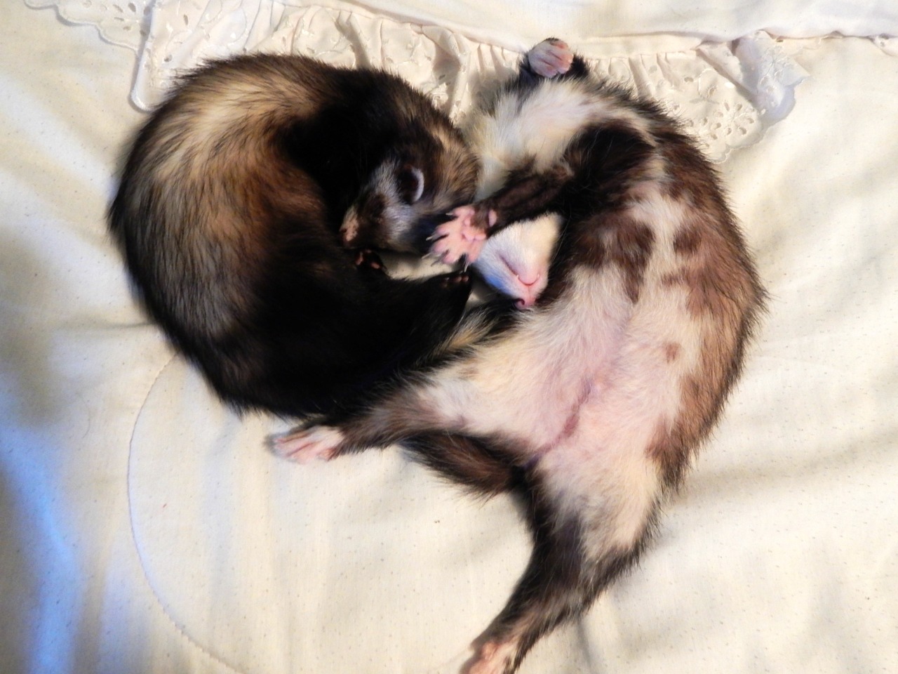 nyannerz:  sleep friends