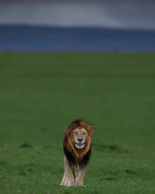 Photo by @itsmesubhash That King Size Smile! - Lion from the African Savannah&hellip;. Masai Mar