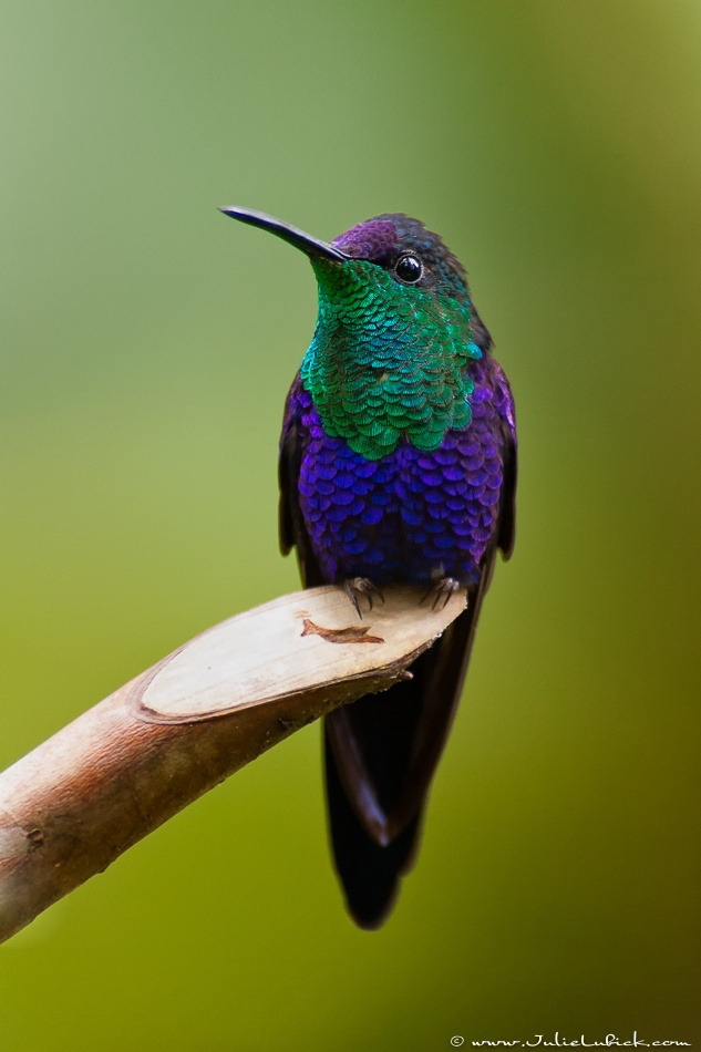fairy-wren:  Violet-Crowned Woodnymph 