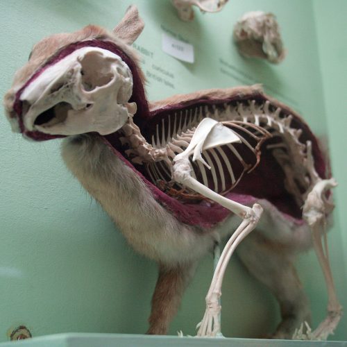 mydeadthingsdiary:  Skin and skeletal mount of a european rabbit in the Horniman museum, photo taken by Cmglee 