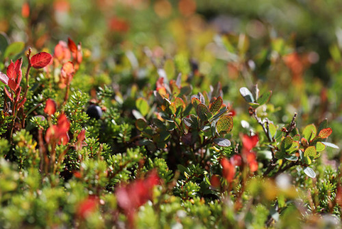 September colors of the alpine tundra. Välliste in Jämtland, Sweden. 