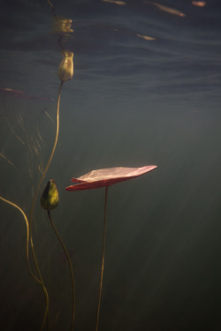 redlipstickresurrected:  William Scully (American, b. 1967, based Boston, MA, USA) - 1: Water Lily Study No. 18  2:  Water Lily Study No. 20, Underwater Photography