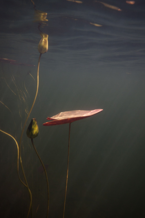 redlipstickresurrected:William Scully (American, b. 1967, based Boston, MA, USA) - 1: Water Lily Study No. 18  2:  Water Lily Study No. 20, Underwater Photography