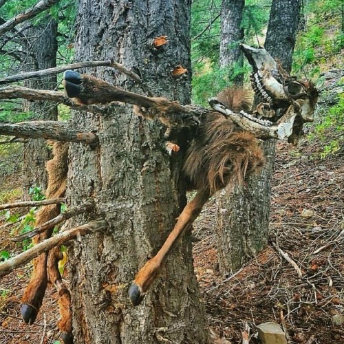 bone-lust:A hunter found this mummified elk pinned to tree by a long gone avalanche. Brutal. Not fin