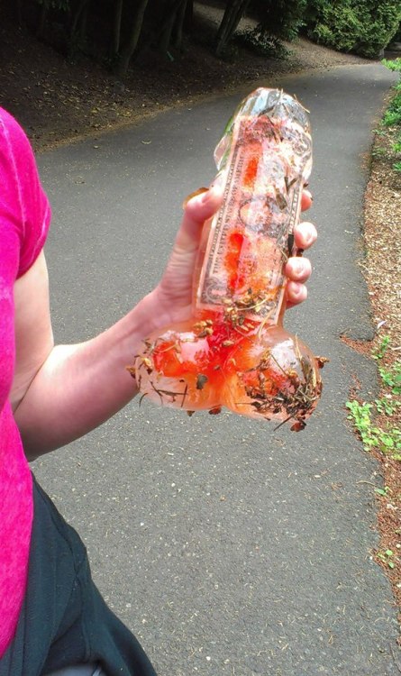 bestnatesmithever:  waytoomuchportland:  Someone’s leaving ice dicks around a park in Portland.  Update: The ice dicks have toy prizes inside of them.   This is Portland’s version of the hidden cash guy. Ice Dicks. With toys inside. 