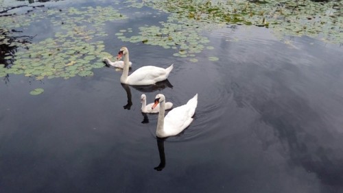 Some Swans and their babies. I took this after I was done at work at some dock near there.