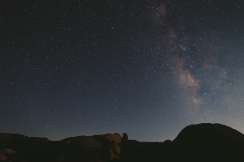 Moonlight and stars in Joshua treeBy Leo Varona