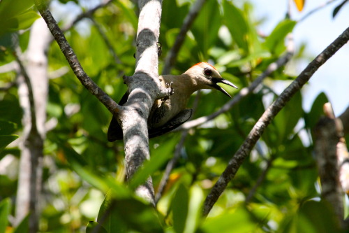 Yucatan woodpecker (Melanerpes pygmaeus) by zoo-logicmelanerpes - from Greek ‘melas’, meaning black,