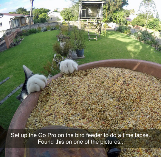 Bird feeder with roof