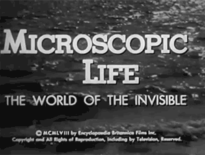 zerostatereflex: Microorganisms: “Microscopic Life: The World of the Invisible” 1958 Encyclopaedia Britannica Films  All this beautiful life we never see. 