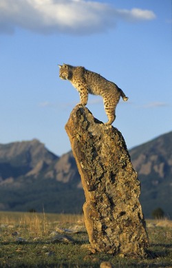 misterlemonzagain:beautiful-wildlife:  Bobcat by Peter