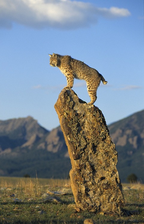 misterlemonzagain:beautiful-wildlife:  Bobcat by Peter adult photos