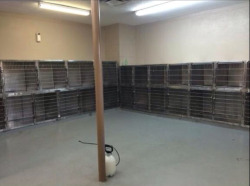 socialnetworkhell:  stunningpicture:  North Texas dog shelter emptied after free adoption day.  I think a lot of people have issues with getting dogs/cats from shelters because the adoption fee is anywhere from โ-趚 (in my area). A lot of people could