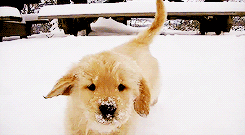 comuss:  Dogs playing in the snow. :) 