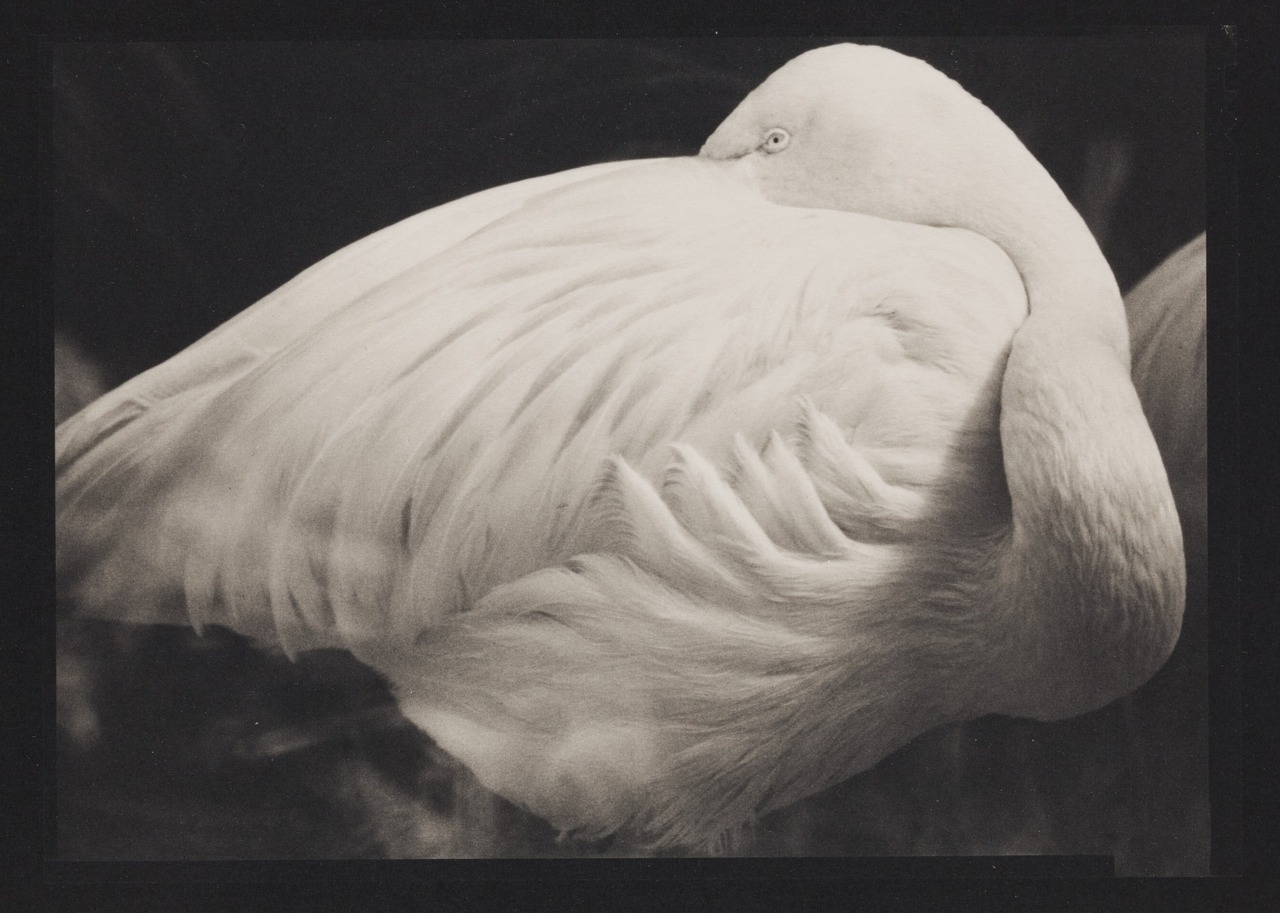 fragrantblossoms: Dennis L. Collins, Flamingo, Birdhouse, Detroit Zoo, 1992.   