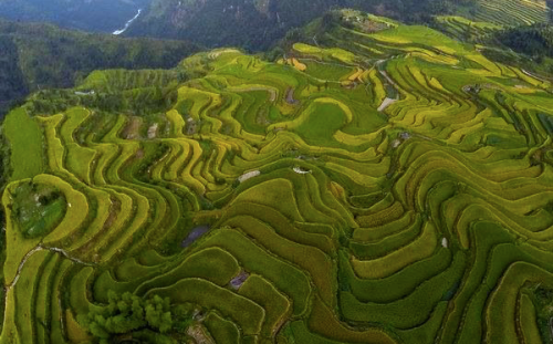 nubbsgalore:  photos by max witjes and sergey kuznetsov of the ping'an rice terrace in longshen, china (see also: more rice fields around the world)
