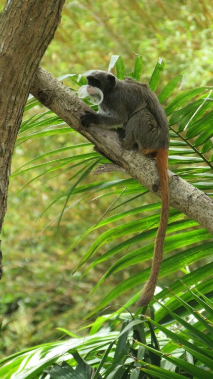 Monkey - Guadeloupe (zoo) 2015