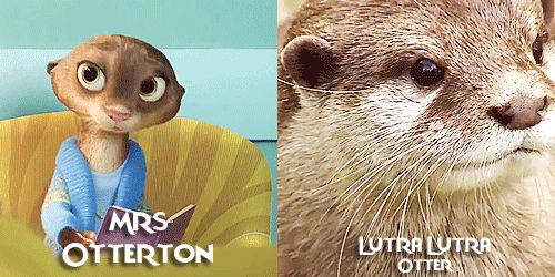 allmyhanddrawnsoul: Zootopia characters + Real life animals Celebrating Zootopia’s