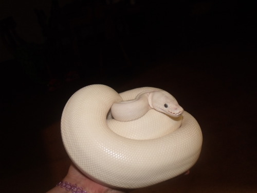 bigasslizard:i-m-snek:Approximately one lump of ice cream.O NO THE LAST PIC