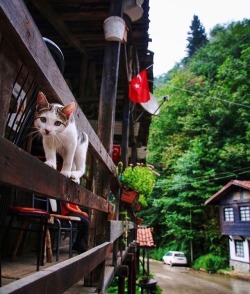 allahuaqbar:Şenyuva, Rize-Turkey