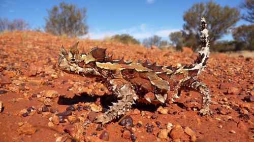 Drinking with your skinThe spiky specimen below is the Thorny Devil (Moloch horridus): a lizard hail