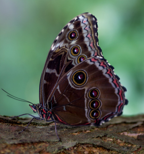 Jürg Balsiger (Swiss, based Bern, Switzerland) - Schmetterling, 2015 Photography