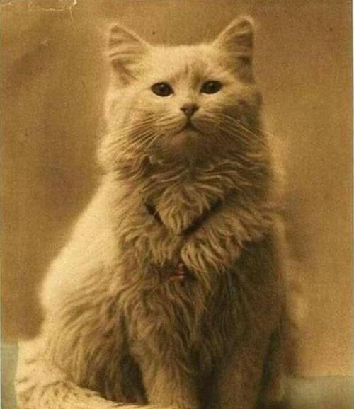 cutepetsuwu:The very first photo of a cat ever, taken in 1880.so soft?? fuckin.,,,. cat