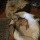 human-being61:Mark: reblogs stuff like once a month and then disappears into the
