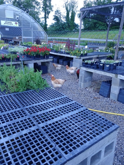 teratocybernetics:our local nursery is really great, but the security will follow you everywhere