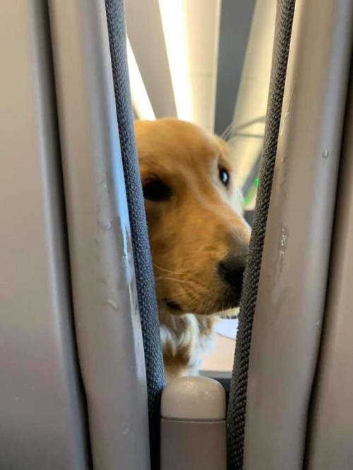 recommend:Friendly dog knows how to entertain passengers on long flight (x)