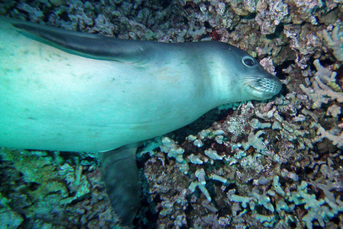 scratching on coral by BarryFackler on Flickr.