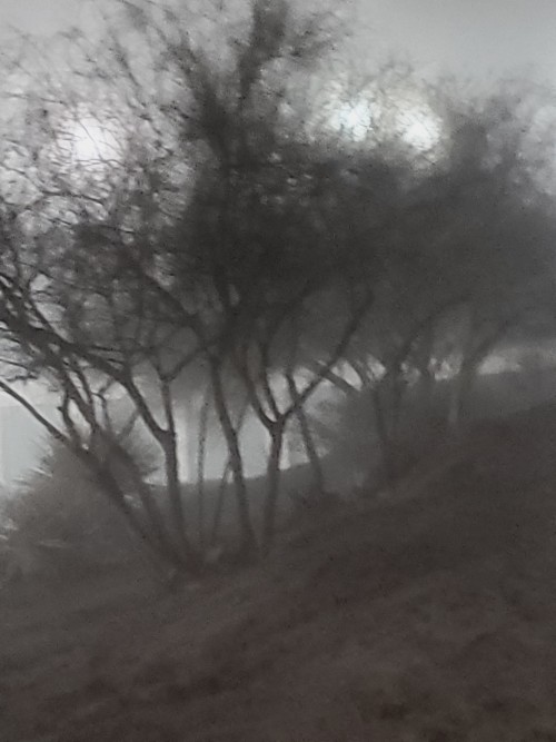 The Fog Comes At Unexpected Times
