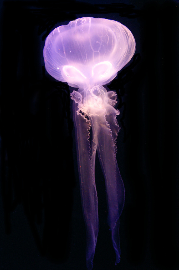 drxgonfly:  Dangerous Beauty (by ilovepics11) 