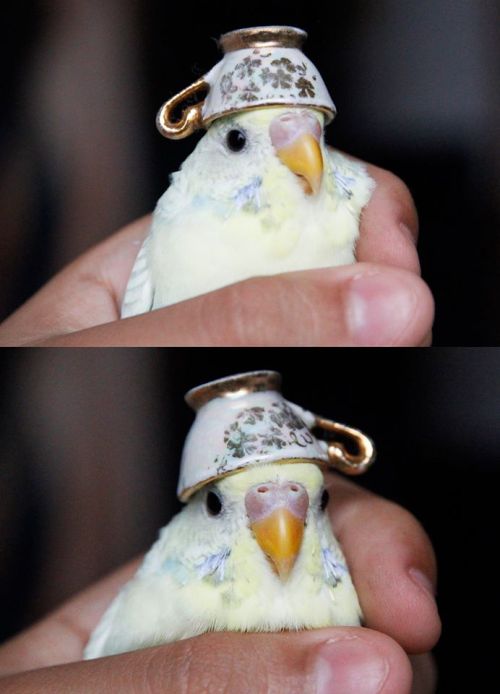 avianawareness:  birb here to teach you how to fashion wit styles 