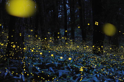 nubbsgalore:fireflies in timelapse, photos by (click pic) vincent brady, takehito miyatake, tsuneaki