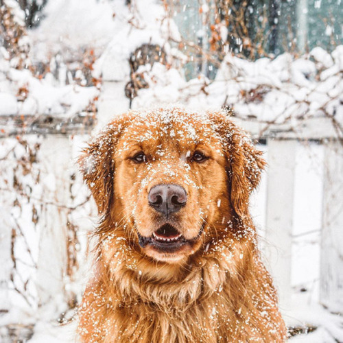 culturenlifestyle: Canine Travel Companion Proves To Be More Than Man’s Best Friend Aspen, a golden 