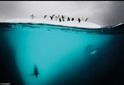 sixpenceee:  Gentoo and Chinstrap penguins on an ice floe near Danko Island in the Antarctic by David Doubilet. The photographer observed them pushing each other off the floe and swimming in the water as if playing a game of tag. 